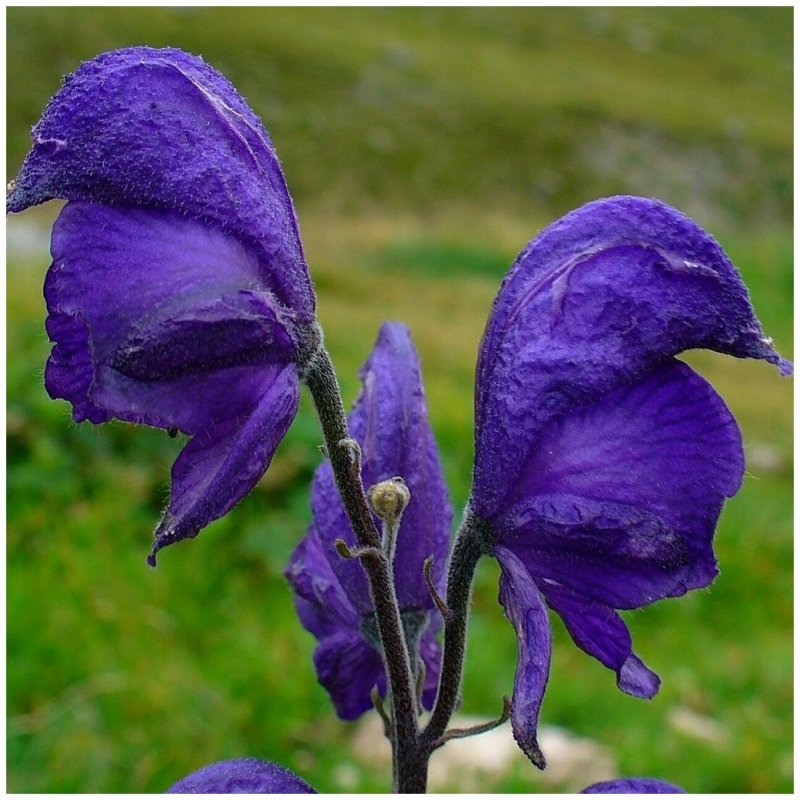 Aconitum / Аконит (борец) ’