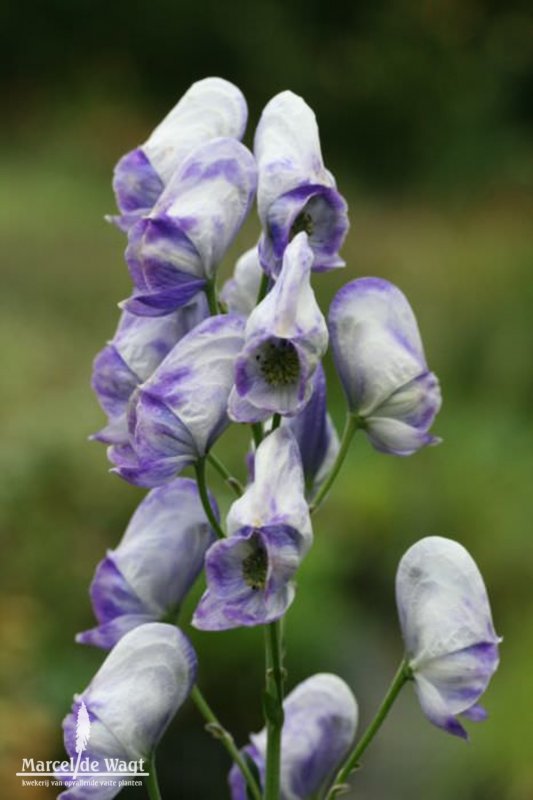 Aconitum (monnikskap)