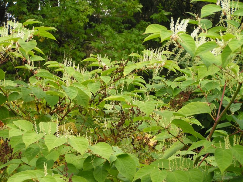 Fallopia sachalinensis