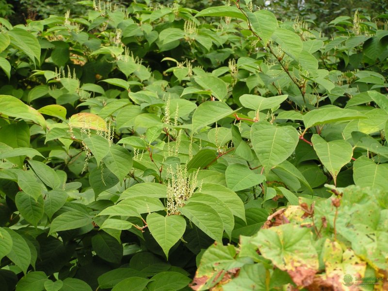 Сахалинский Горец (Polygonum sachalinense)