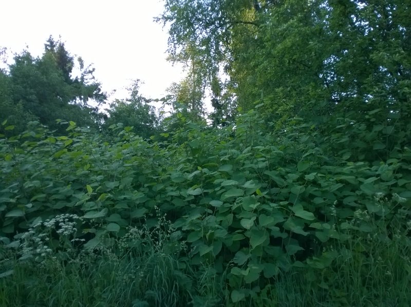 Сорняк японская Рейнутрия