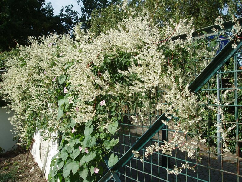 Персикария polymorpha