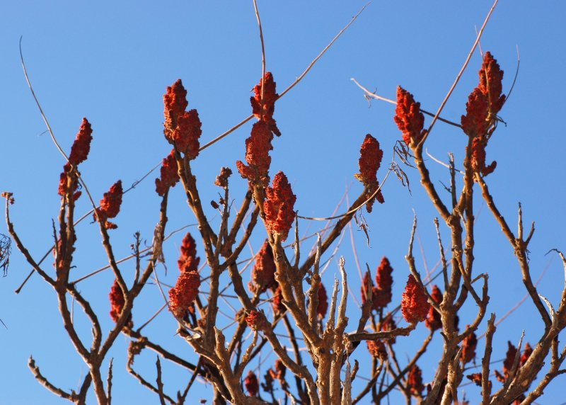Staghorn Sumac