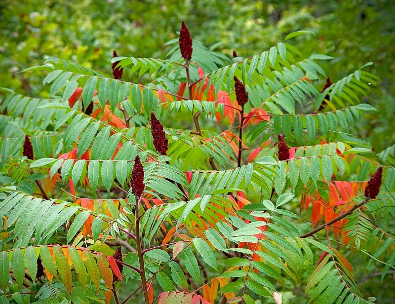 Сумах оленерогий Rhus typhina