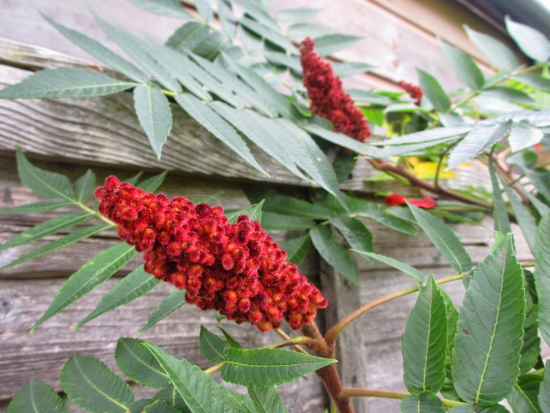 Сумах оленерогий, пушистый, уксусное дерево (Rhus typhina).