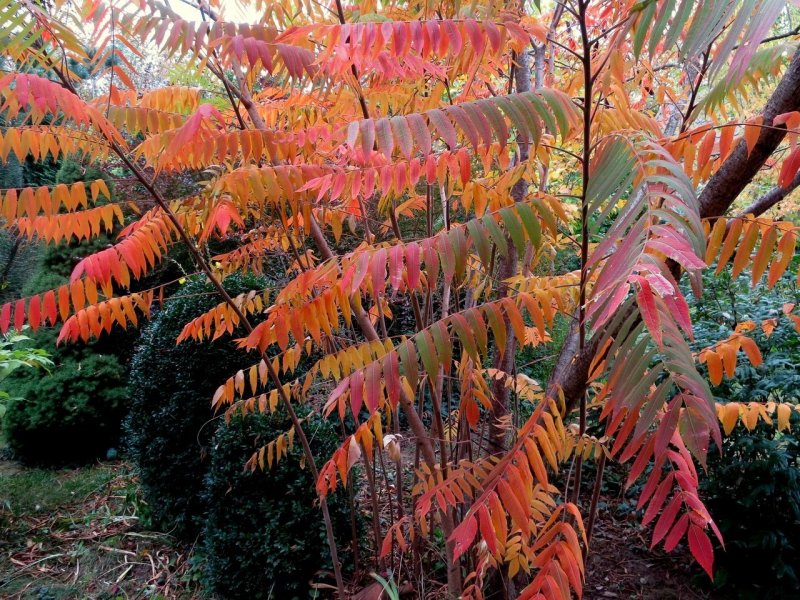 Сумах Rhus typhina