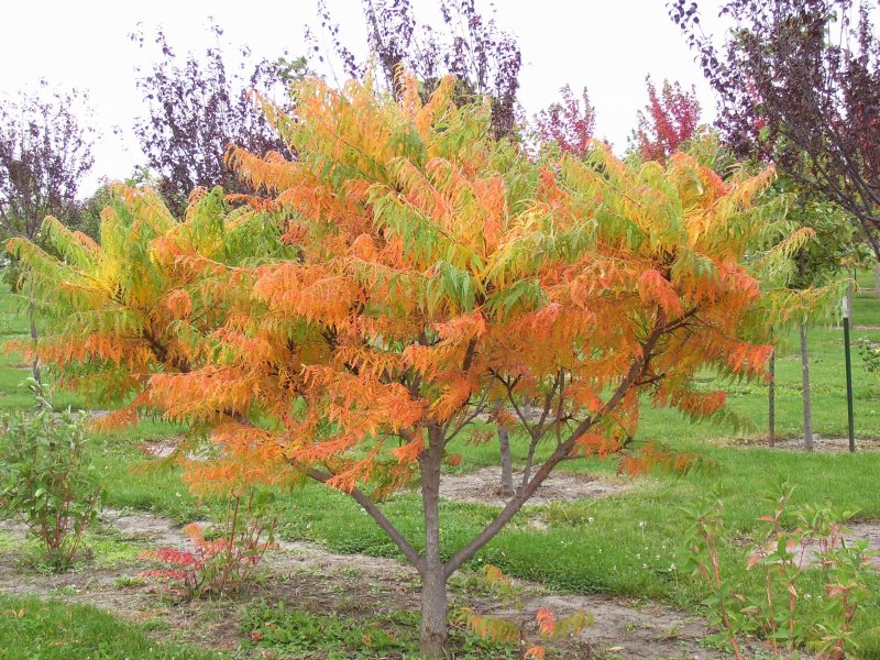 Сумах Rhus typhina