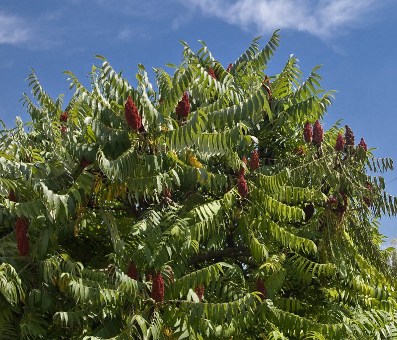 Staghorn Sumac