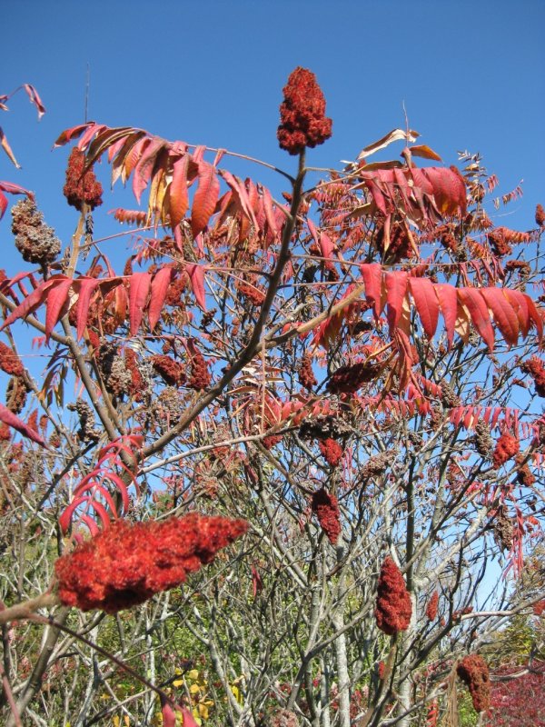 Сумах оленерогий Rhus typhina