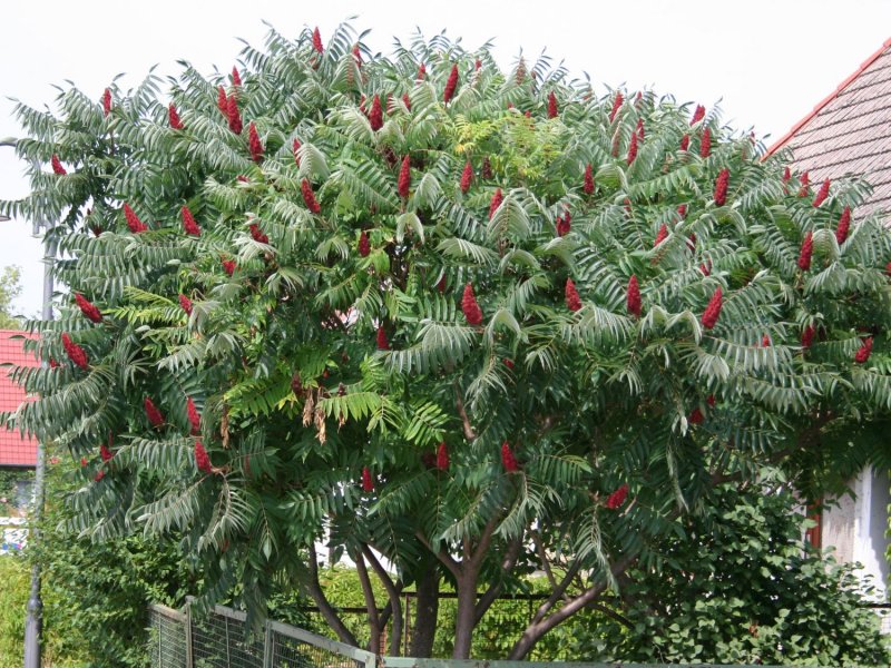 Сумах оленерогий Rhus typhina