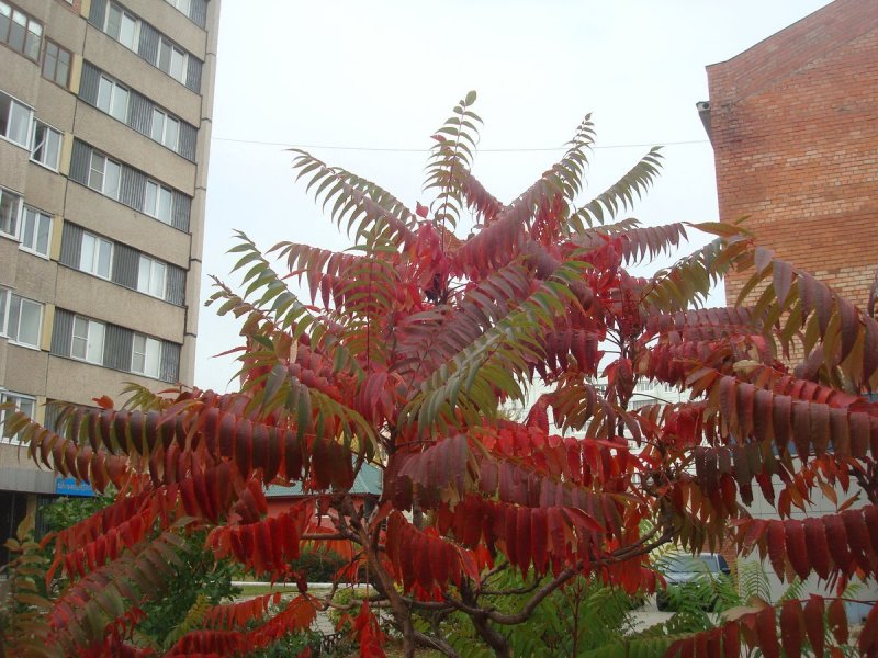 Сумах оленерогий Rhus typhina