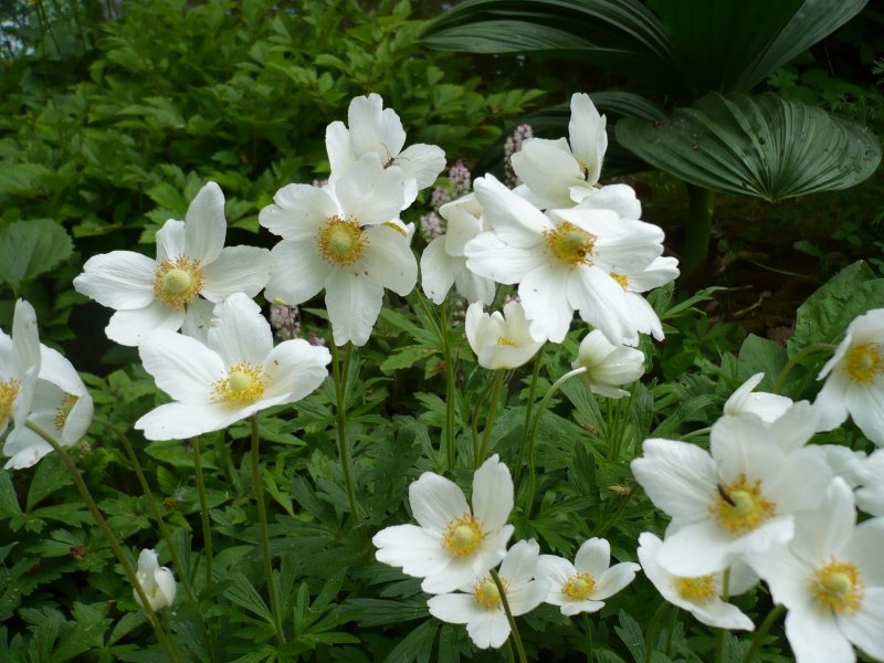 Ветреница (анемона) Лесная (Anemone Sylvestris)