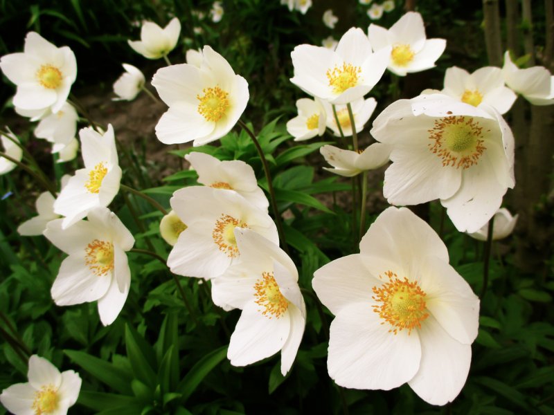 Анемон, ветреница (Anemone)