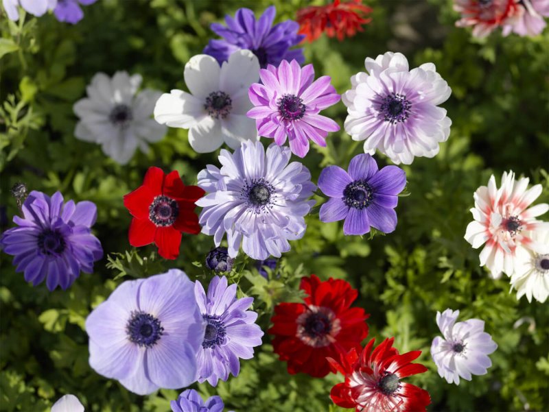 Анемона (Anemone)
