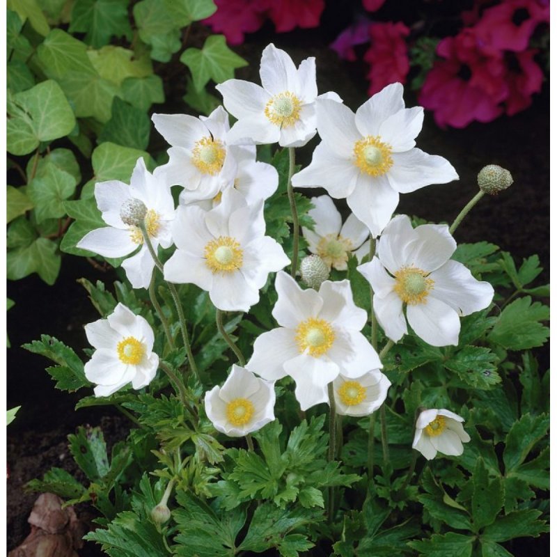 Анемона Лесная Anemone Sylvestris
