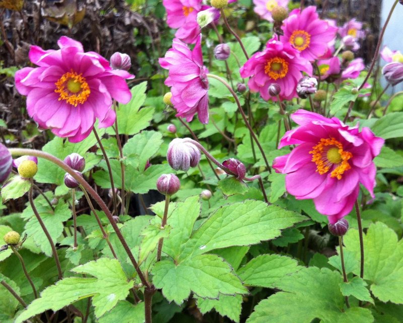 Ветреница (анемона) Лесная (Anemone Sylvestris)