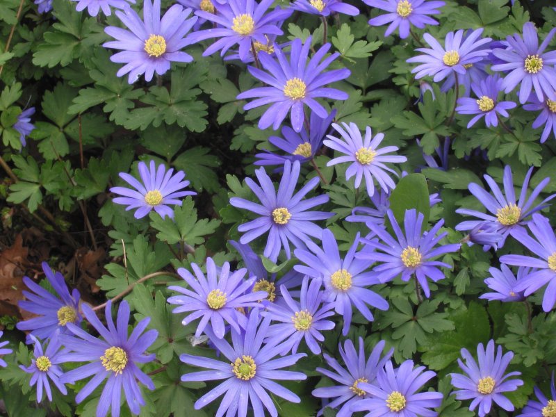 Анемона (Anemone)