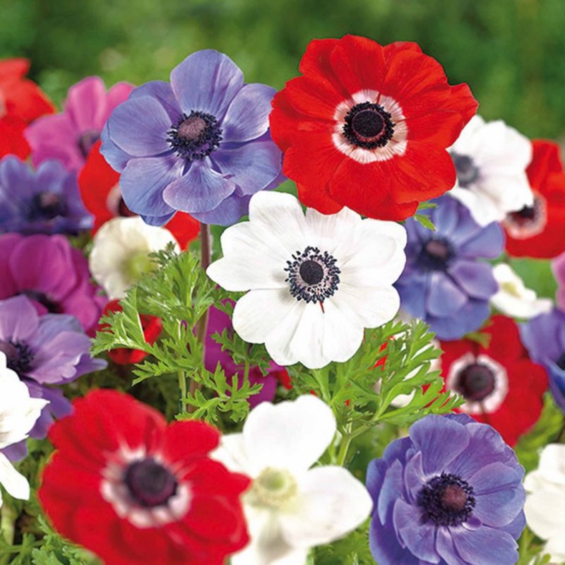 Анемона coronaria Lord Lieutenant