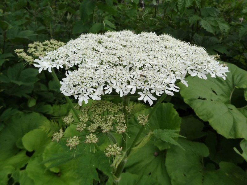 Борщевик Мантегацци Heracleum mantegazzianum