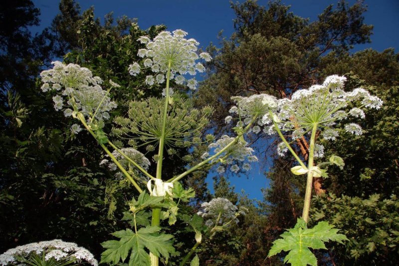 Борщевик Мантегацци Heracleum mantegazzianum