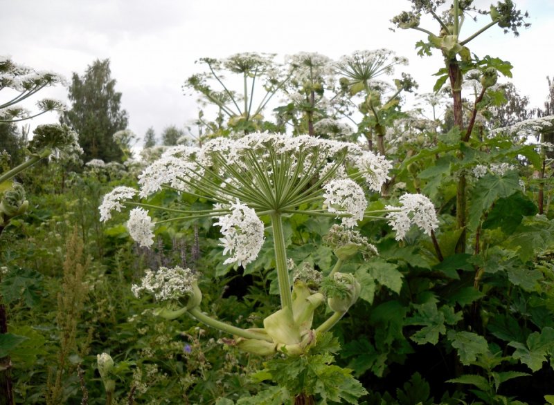 Борщевик Heracleum