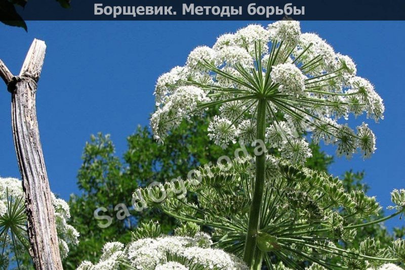 Борщевик Мантегацци Heracleum mantegazzianum