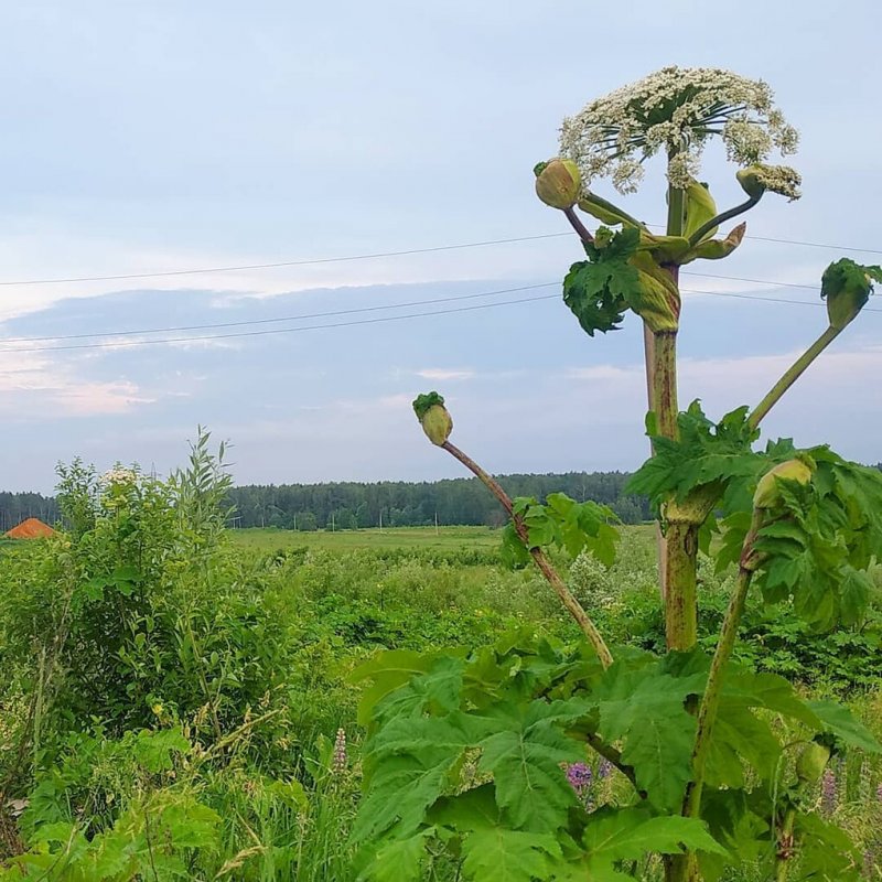 Борщевик Сибирский