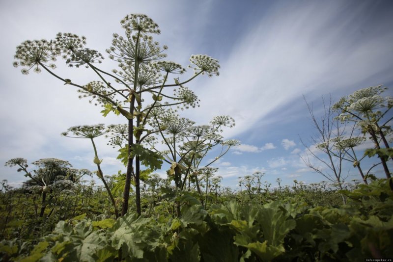 Борщевик Heracleum