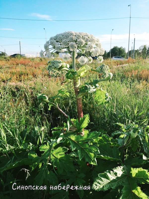 Борщевик Heracleum