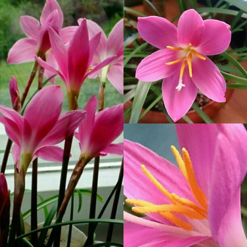 Grandiflora зефирантес