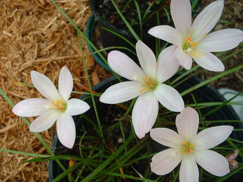 Zephyranthes robusta (Habranthus, зефирантес)