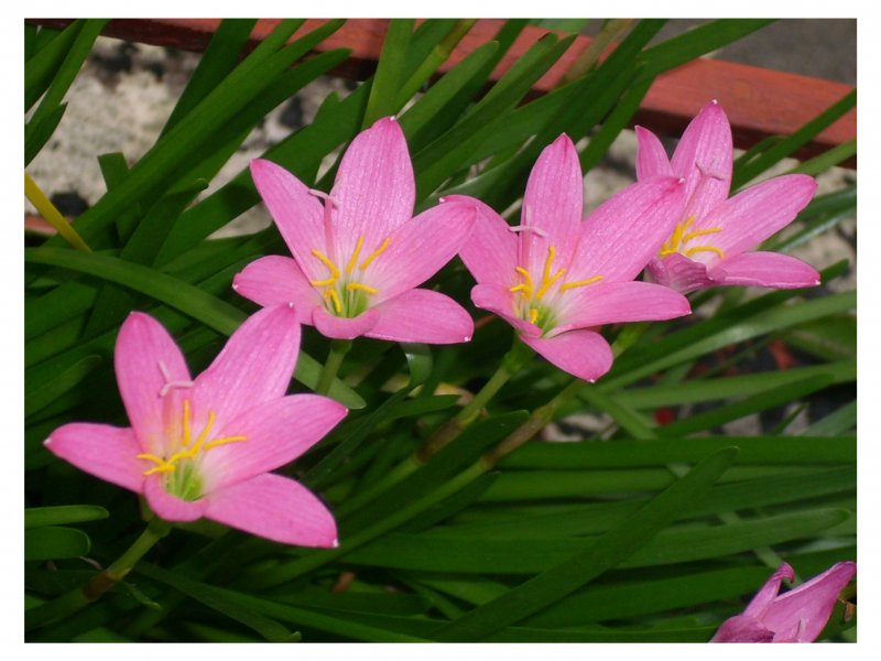 Зефирантес (Zephyranthes)