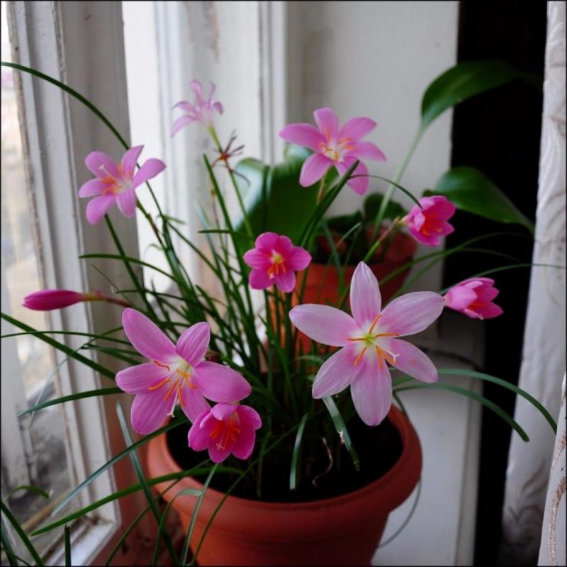 Grandiflora зефирантес