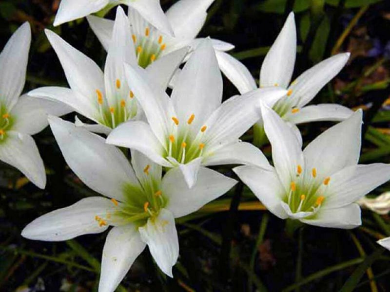 Zephyranthes grandiflora
