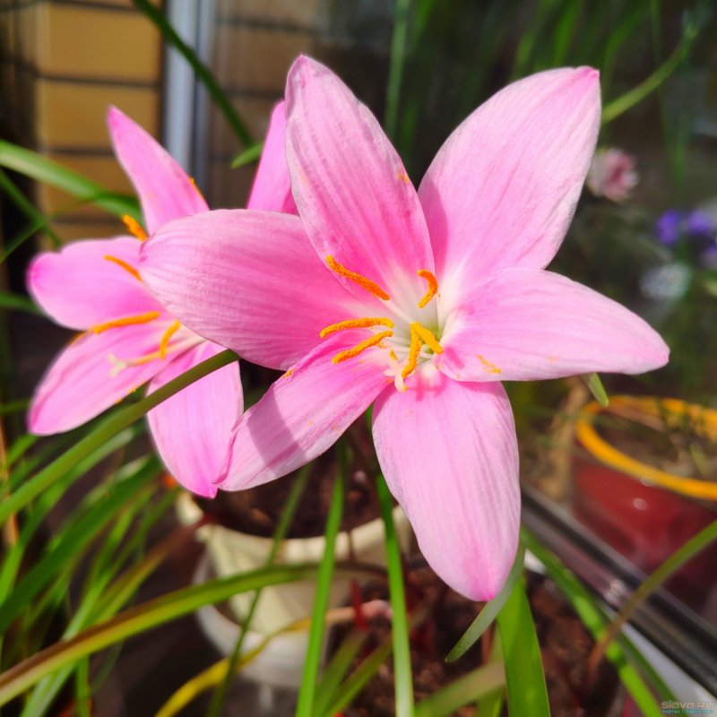 Grandiflora зефирантес