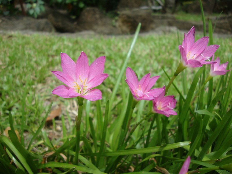 Зефирантес «атамасский» (Zephyranthes atamasca)