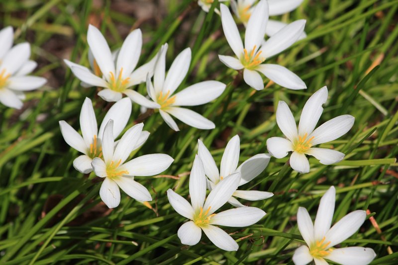 Хлидантус fragrans