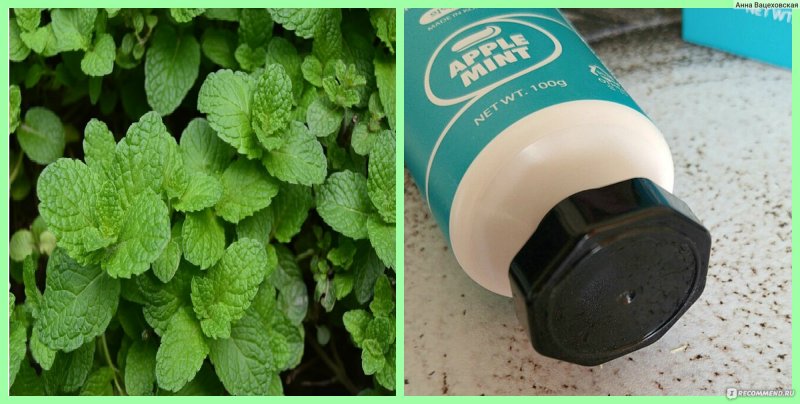 Herbs Mentha suaveolens 'Apple Mint'
