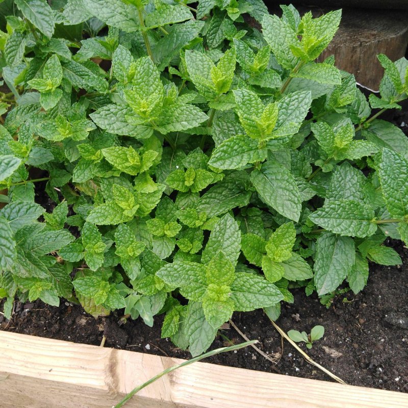 Мята душистая Oregano