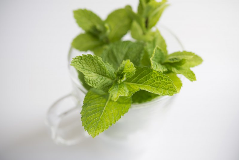 Мята яблочная (Apple Mint)