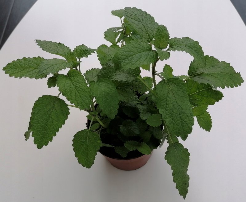Мята перечная - Mentha piperita l.