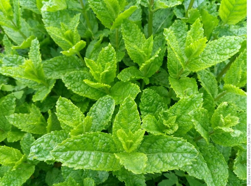 Мята Земляничная ( Mentha species Erdbeerminze)