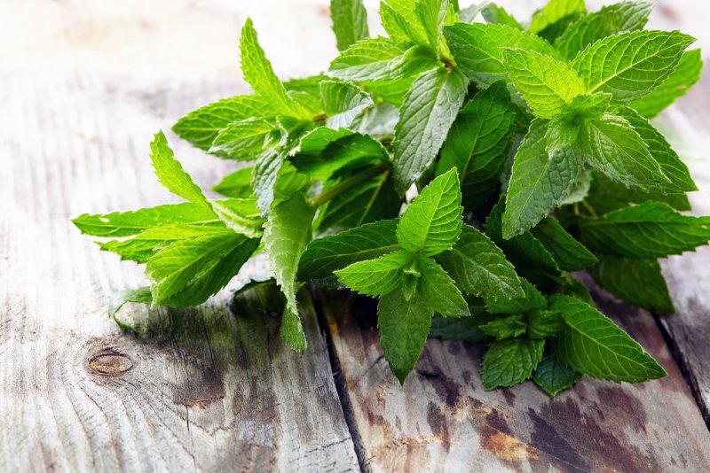 Mentha rotundifolia "Ananasminze"