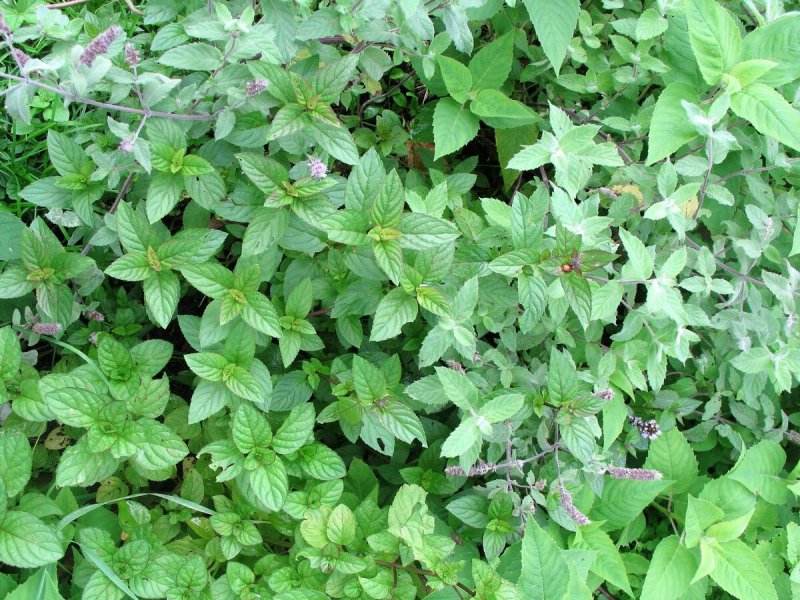 Apple Mint Seeds in France