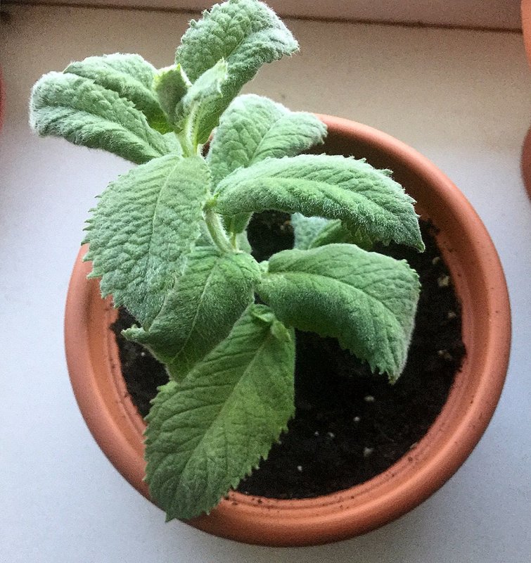 Мята круглолистная Mentha suaveolens