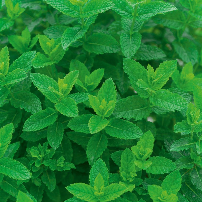 Мята перечная (Mentha piperita)