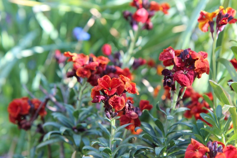 Erysimum cheiri (Cheiranthus)