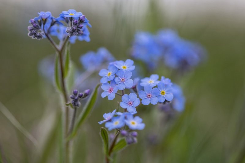 Незабудка Полевая (Myosotis arvensis)