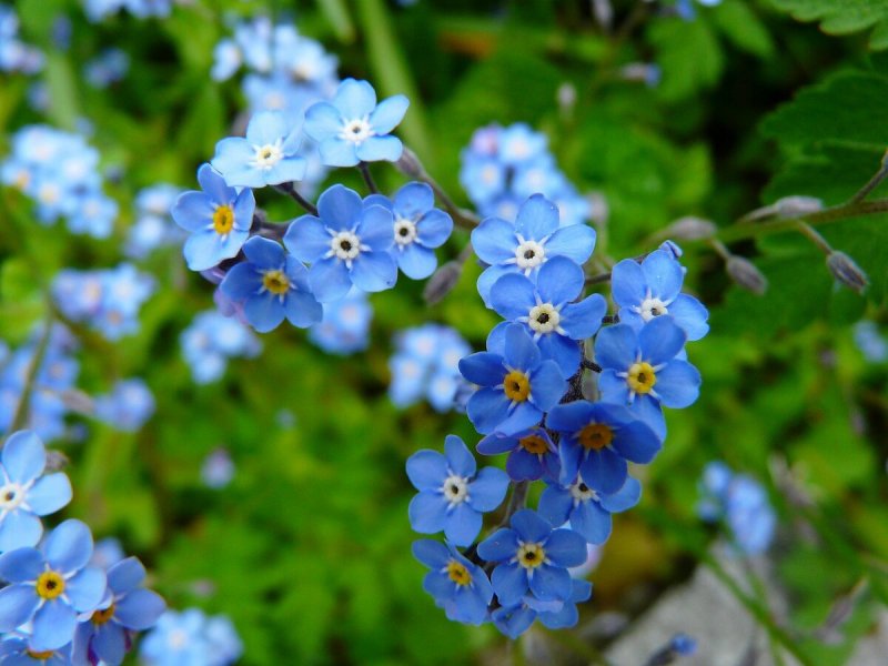 Незабудка Полевая (Myosotis arvensis (l.) Hill)
