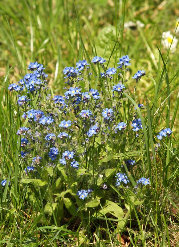 Незабудка Полевая (Myosotis arvensis)